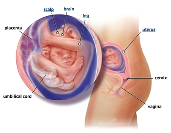 19 Weeks
